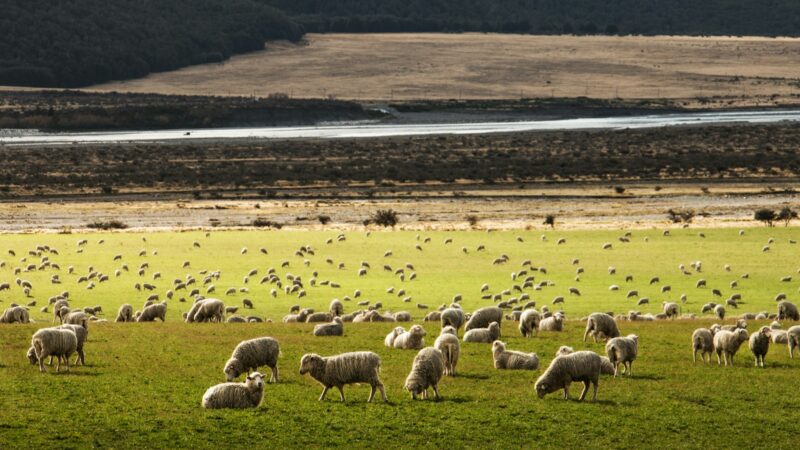 COPAGRI SARDEGNA: PAC, BENE SOLUZIONI TECNICHE PROSPETTATE PER RISOLVERE QUESTIONE PLT